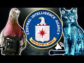 ️ 10 SPY ANIMALS The CIA Used In SECRET OPERATIONS ️