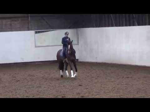 8 years old mare v. Sir Donnerhall x Krack C x Jazz.