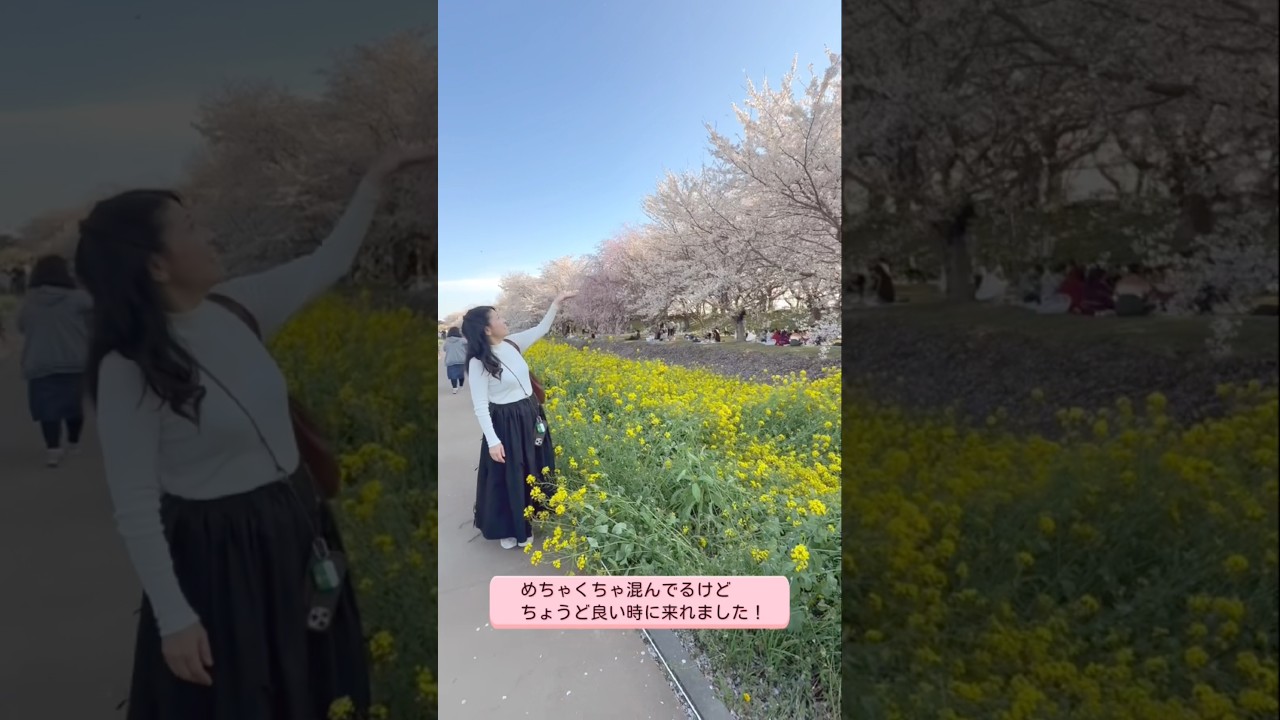 埼玉県幸手市の権現堂の桜を見に行きました！