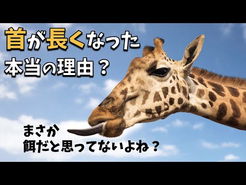 キリンの首はなぜ大きいのか - キリンの首には椎骨が何個ありますか?