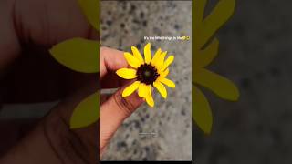 Download lagu Ide caption bunga🌷🦋🎀🕊️ #trendingshorts #love #flowers #caption mp3