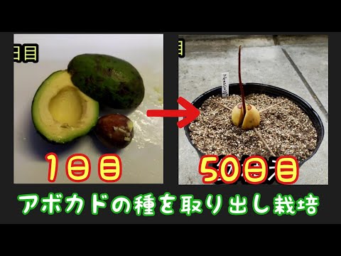 アボカドの木の育て方のヒント