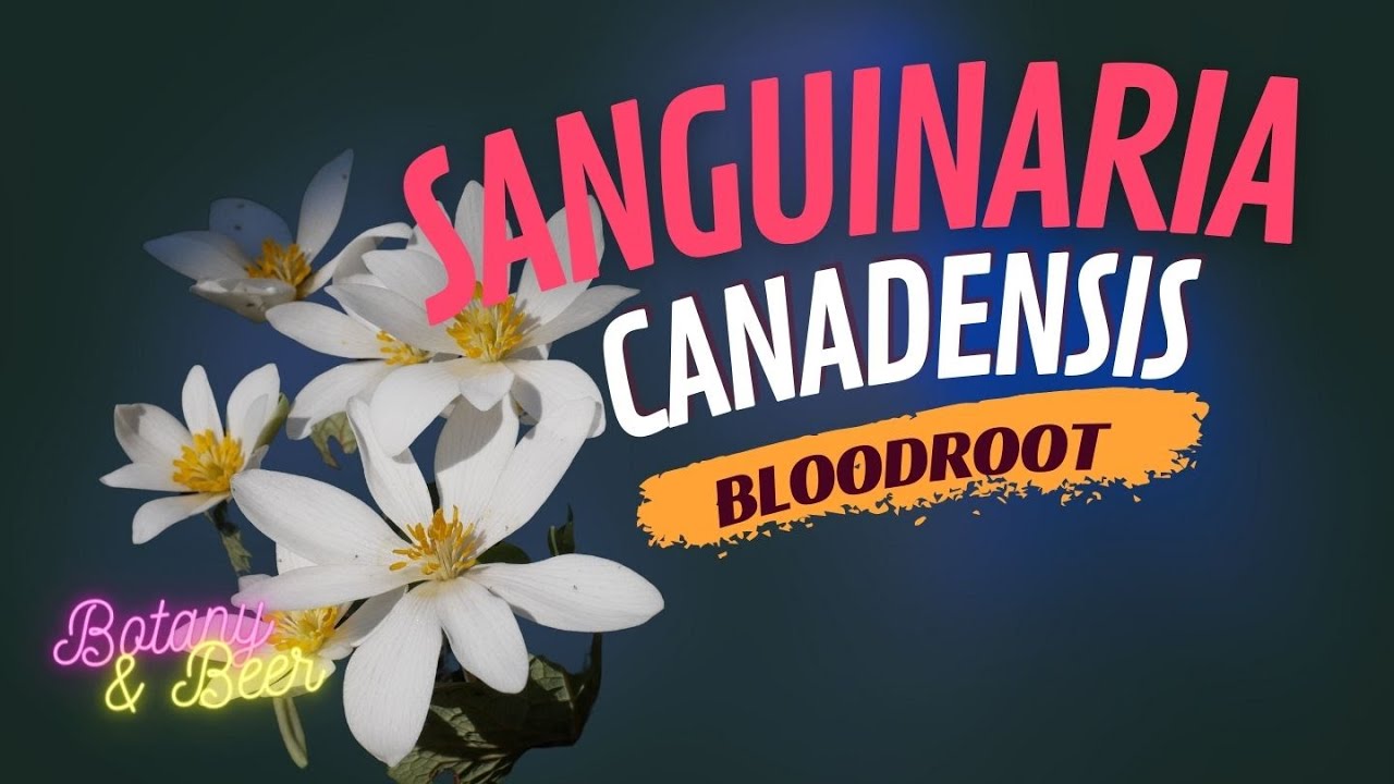 Sanguinaria canadensis (Bloodroot) - Plant Profile - YouTube