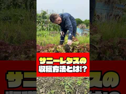 春レタスの種まき時期