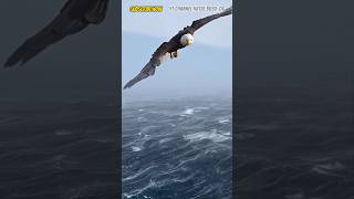 Download lagu MELIHAT BURUNG ELANG BESAR DI TENGAH BADAI 🦅#shorts mp3