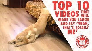 Top 10 Animal Videos That Will Make You Laugh and Say &#39;Yeah, that&#39;s totally me&#39;