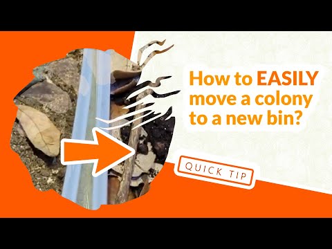 How to EASILY move an isopod colony to a new bin!