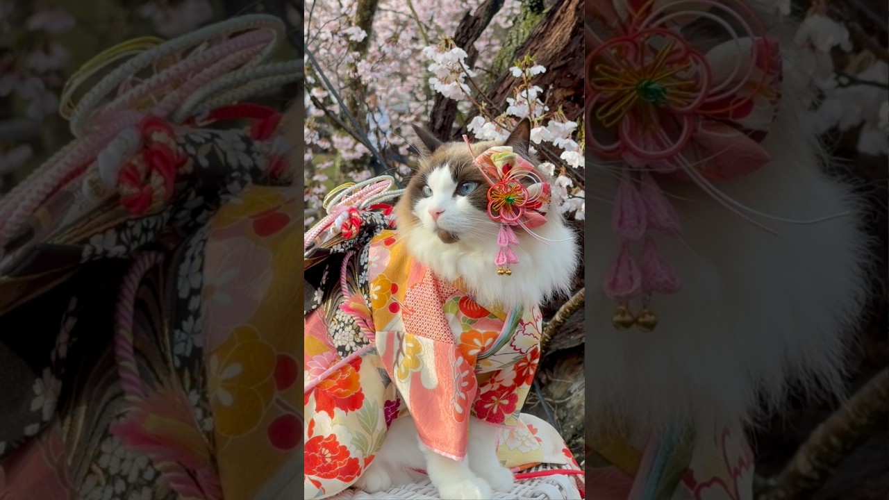 本日の高遠城址公園は桜満開です🌸お花見する着物を着た猫もいるよ👘🐈