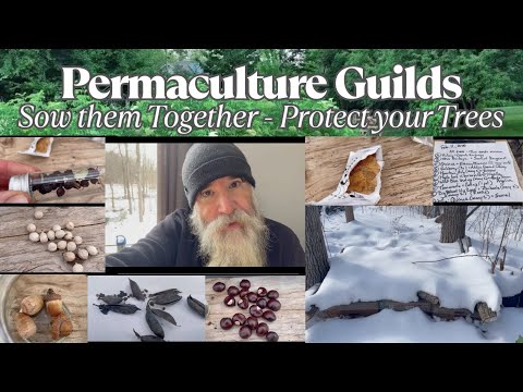 PERMACULTURE GUILDS - SOW them TOGETHER to PROTECT Your Young TREES: Perma STRATEGIES that WORK!