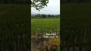 Download lagu Liburan ke dusun pagar gunung (LAHAT ) Sumatera Selatan 🥰 mp3 Download lagu Liburan ke dusun pagar gunung (LAHAT ) Sumatera Selatan 🥰 mp3