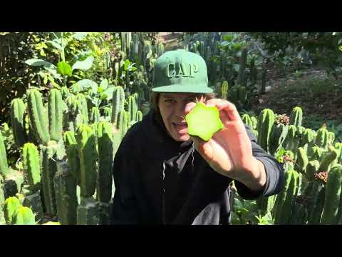 Grafting San Pedro CACTUS