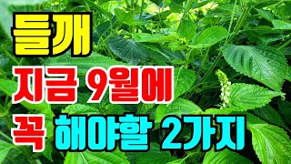 들깨 9월에 반드시 해야할 2가지 이건 꼭 잊지말고 해주셔야 수확량도 많아지고 좋은들깨 수확합니다.