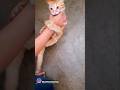 Orange Cat Behavior Attack Owner Orangecat Cat Cuteanimal Attack Meme Oiiaoiia