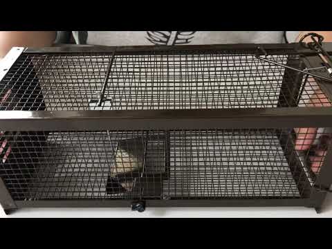 How to adjust the sensitivity of this Ratzfatz rat trap