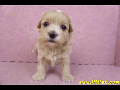 10/18馬爾泰迪母幼犬3號