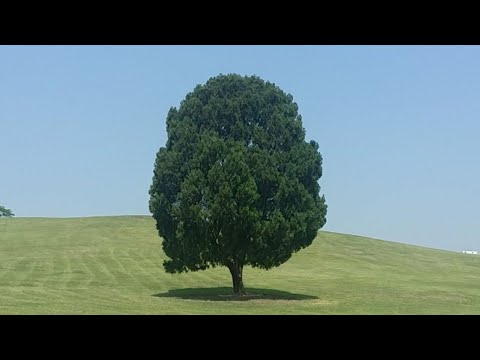 GFRIEND - Emotional Days | COVER