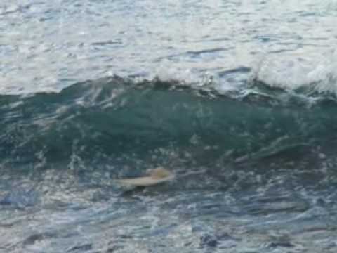 THE WORLDS FIRST SURF RATS!!