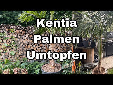 XXL Kentia Palmen Umtopfen