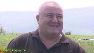 Чечня получит около 300 миллионов рублей на поддержку фермерских хозяйств и развитие сельской кооперации