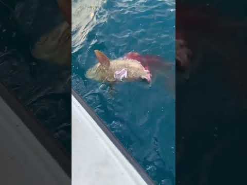 Bull shark ￼ eats goliath grouper #fishing #shark