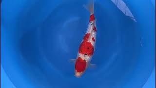 video van Ginrin Sanke SA-V24-10105