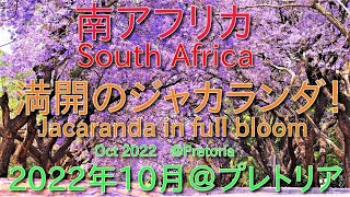 【南ア ケーシーチャンネル】【South Africa Casey Channel 】満開のジャカランダ　＠プレトリア　～Jacaranda in full bloom @ Pretoria～