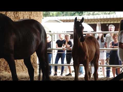 Alina - Sky Walker - Neeshan x