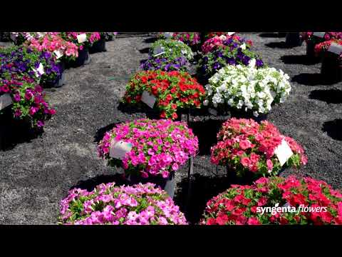 Meet our Petunia series FotoFinish & Flash Forward