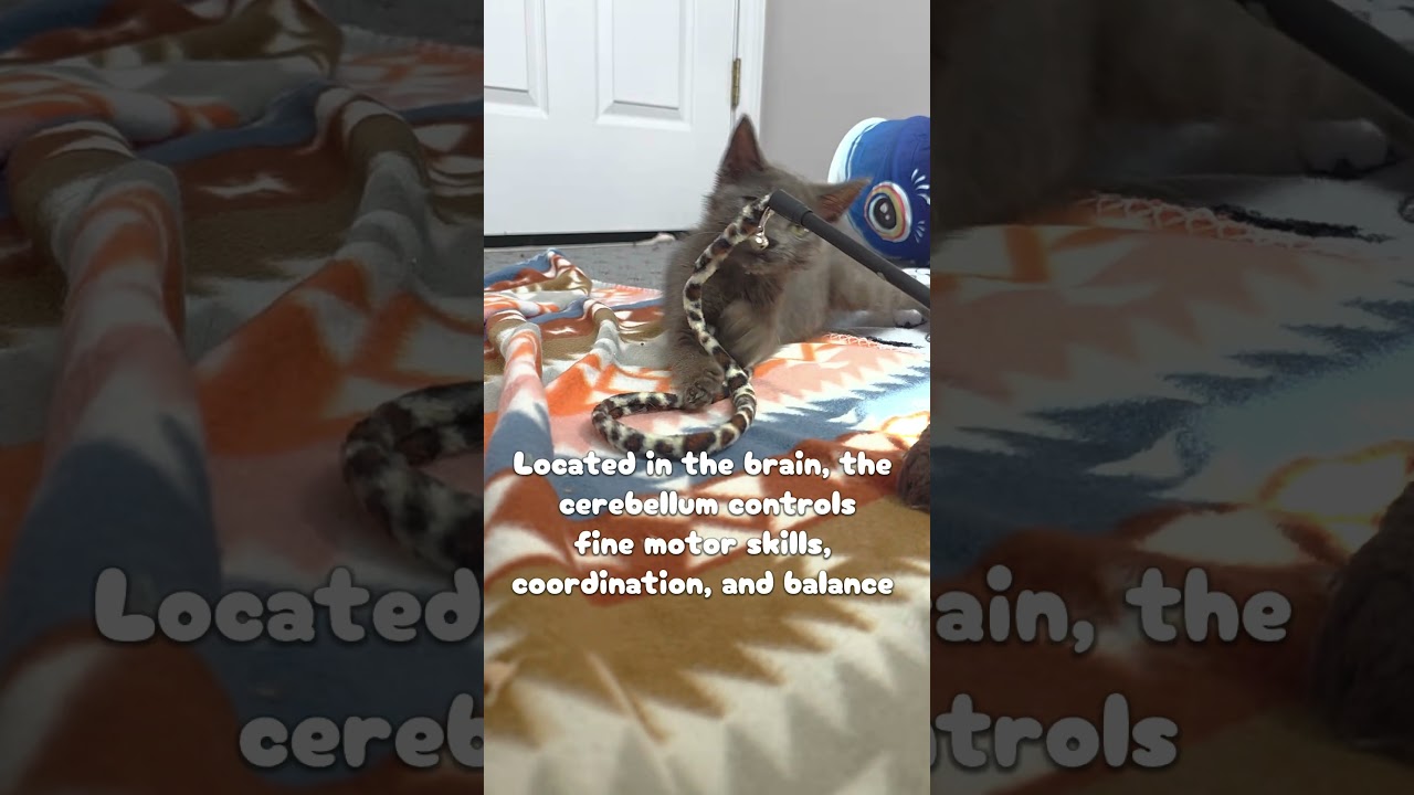 Maraca -Cerebellar Hypoplasia-, a Adoptable Domestic Short Hair in Macomb Twp, MI video 5/5