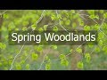 How to Photograph Spring Woodlands - Composition , Tips and Macro Photography