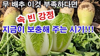 무, 배추 이것 부족하면 속 빈 강정. 지금이 보충해 주는 적기 (무 재배, 배추 재배, 무 장해현상, 배추…
