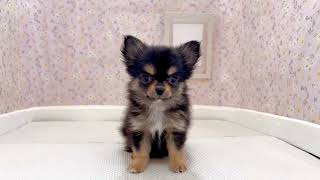 チワワ(ロング)の動画01