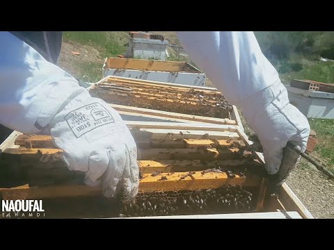 , title : 'الطريقة الصحيحة والسهلة لتقسيم خلايا النحل في عين المكان خطوة بخطوة ودون نقل الطرود لمنحل آخر🐝🐝🐝🐝🐝🐝🐝'