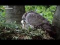 BBC Documentary 2015 Wild Balkan HD National Geographic Documentary