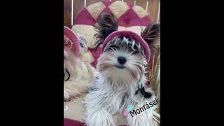 Kovové sluneční brýle pro psa černá