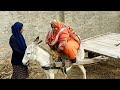 Desi Kudi Ki Anokhi Donkey Cart Riding Pakistani Village Life