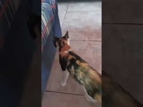 Soraya Needs a Furever home