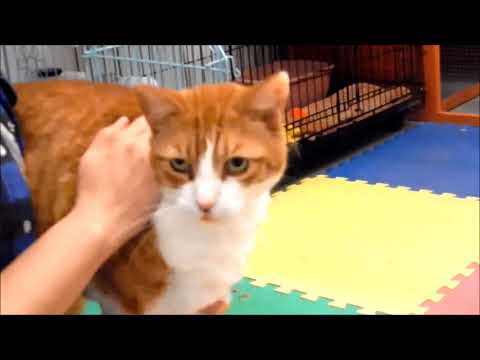 GRANT, an adopted Domestic Short Hair in Seagoville, TX_image-1