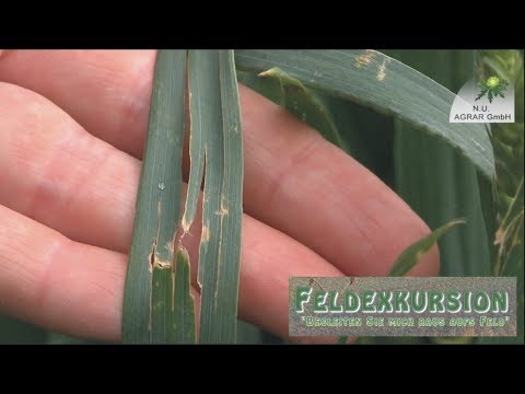 67. Feldexkursion: Fusarium in Weizen - NU Agrar, 07.06.2017