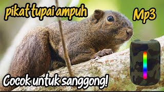 Download lagu Suara Pikat Tupai Ampuh‼️#pikat#tupai#hama#ampuh#mp3#hunting#sanggong#musik#viral#alam#fyp mp3 Download lagu Suara Pikat Tupai Ampuh‼️#pikat#tupai#hama#ampuh#mp3#hunting#sanggong#musik#viral#alam#fyp mp3