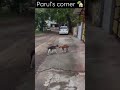 Rimjhim Ke Tarane Leke Catvideos Ytshorts Fbreels Instareels Parul Parulscorner