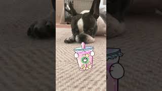 「フレンチブルドッグ」いじけてる愛犬🐶#shorts　　　　　　　　　　　　　　　　　　　　　　　　　　          "My sulking pet dog"
