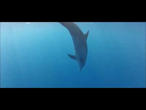 All about Bottlenose Dolphins: One of the most Smartest animals on the planet (video five)