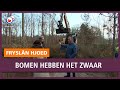 REPO: Bomen Oranjewoud hebben het zwaar