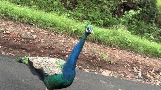 preview picture of video 'A beautiful Peacock coming close to the car on Masinagudi to Ooty highway'