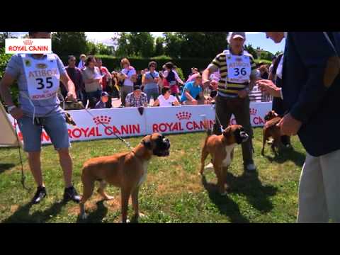ATIBOX Boxer World Championship 2011 - Italian