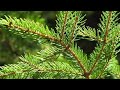 ABETE ROSSO - COME RICONOSCERLO ( Picea abies ) - ASSOCIAZIONE CAPRA E CAVOLI