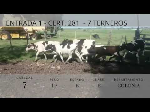 Lote 7 Terneros 6HO,  1 CRUZA 117kg -  en RUTA 11 KM 20 ECILDA SAN JOSE