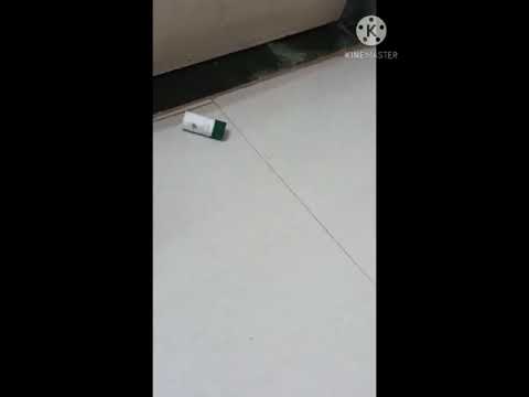 Finally adopted a cat😺