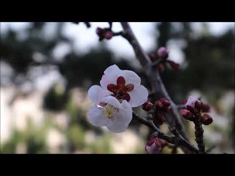 George Topîrceanu - Balada chiriașului grăbit, recită Radu Beligan